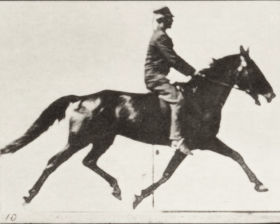 Plate 591 'Pronto' pacing, saddled — figure reference
